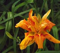 Image result for FinePix S4000
