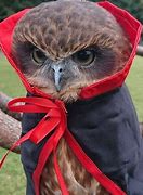 Image result for Fluffy Owl