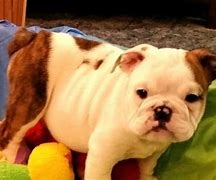 Image result for Chonky Bulldog