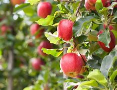 Image result for Apple the Fruit