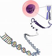 Image result for Cell Nucleus Chromosome DNA Gene