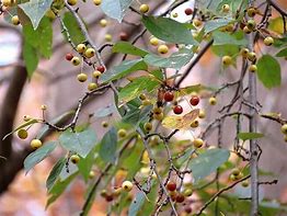 Image result for Crab Apple Sizw