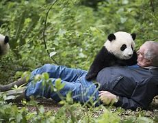 Image result for Chinese Panda Bear