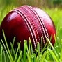 Image result for Cricket Light Background