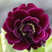 Image result for Primula auricula Snow White