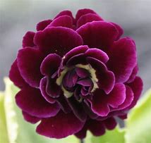 Image result for Primula auricula Neville Telford