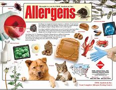 Image result for Animal Allergens