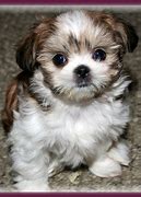 Image result for Miki Pups