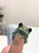 Image result for Cute Pet Frogs