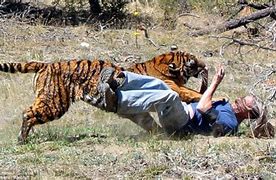 Image result for Male Tiger Kills Man
