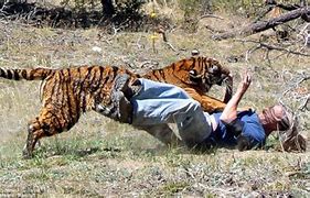 Image result for Man Attacked by Tiger and Et