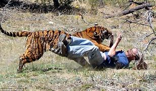 Image result for Kaur Kills Tiger