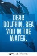 Image result for Dolphin Project Quotes