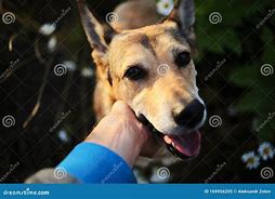 Image result for Owner Petting Dog