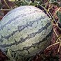 Image result for Sugar Baby Watermelon Plant