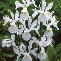 Iris hollandica Alaska માટે ઇમેજ પરિણામ