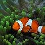 Image result for Wallpaper Sea Water Fish