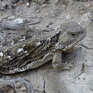 Image result for Mountain Short-Horned Lizard