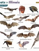 Image result for Bats Illinios