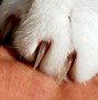 Image result for Cat Claw Quick