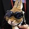 Image result for Cute Animals Wearing Glasses