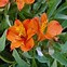 Image result for Alstroemeria aurea Orange King
