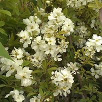 Exochorda racemosa Niagara-साठीचा प्रतिमा निकाल