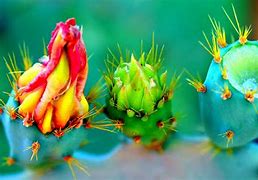 Image result for Free Cactus Wallpaper Desktop