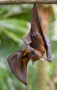 Image result for Common Flying Fox Bat