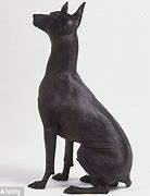 Image result for Pit Bull Dog Grey