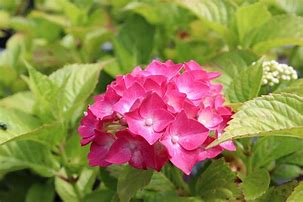 Image result for Hydrangea macr. Leuchtfeuer