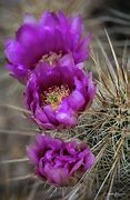 Image result for Purple Cactus