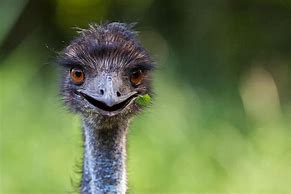 Image result for Smiling Emu