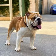 Image result for Bulldog Dog
