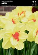 Image result for Narcissus Ascot