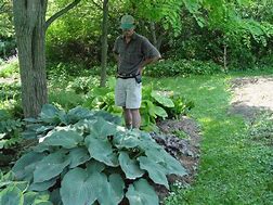 Image result for Hosta Blue Mammoth