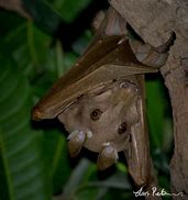 Image result for Epauletted Fruit Bat Ethopia Area