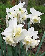 Image result for Narcissus White Marvel