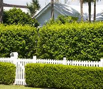 Image result for Low Hedge