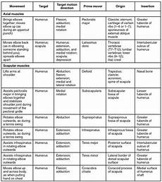 Muscle Origin Action Chart Amulette