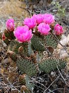 Image result for Namibia Desert Plants