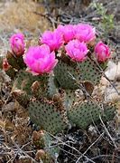 Image result for Mojave Desert Plants List