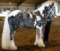 Image result for Chimera Horse