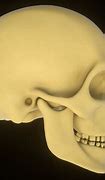 Image result for Teeth/Jaw Skull