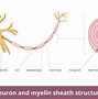 Image result for Parts of a Neuron