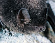 Image result for Bent Wing Bat