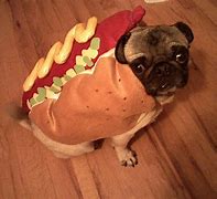 Image result for Hot Dog Pug