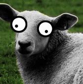 Image result for Big Sheep Eyes Meme