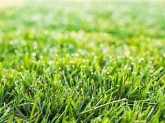 Image result for Fescue Grass Seed