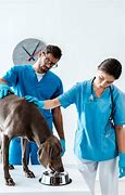 Image result for Risk Assessment in a Veterinary Practice